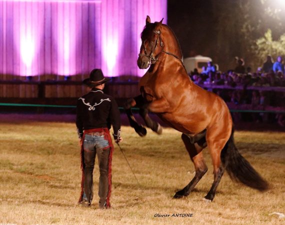 Cheval cabré en liberté en spectacle équestre nocturne avec Loïc Verstraeten